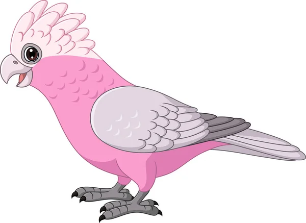 Ilustración Vectorial Dibujos Animados Galah Cacatúa Loros Pájaro — Vector de stock