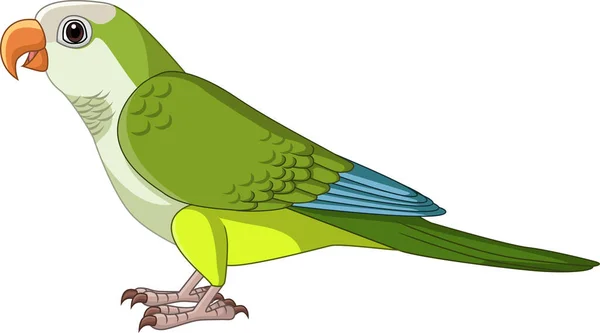 Векторна Ілюстрація Cartoon Quaker Parakeet White Background — стоковий вектор