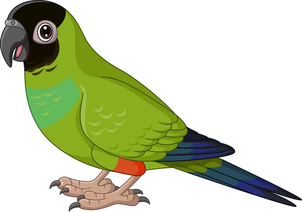 Vector Illustration Cartoon Conure Nanday Parakeet White Background — 스톡 벡터