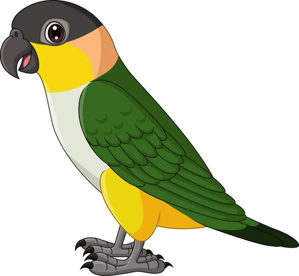 Illustration Vectorielle Cartoon Caique Parrot Sur Fond Blanc — Image vectorielle