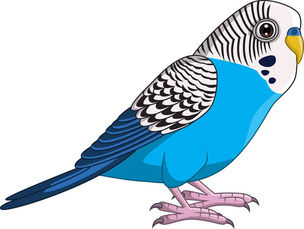 Ilustracja Wektorowa Papugi Kreskówki Blue Budgie Białym Tle — Wektor stockowy