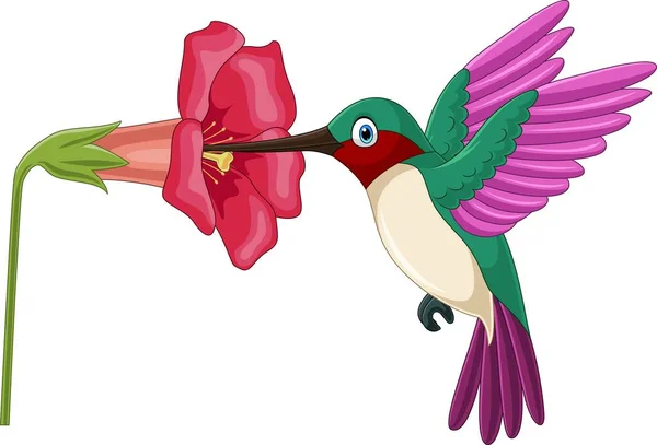 Vector Illustration Cartoon Hummingbird Sipping Nectar Flowers — Stock Vector