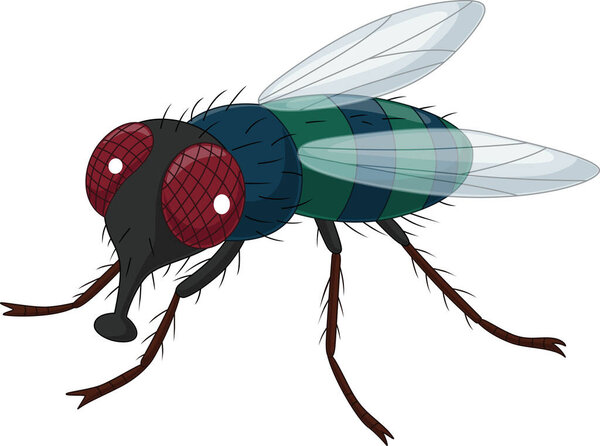Vector illustration of Cartoon house fly on white background