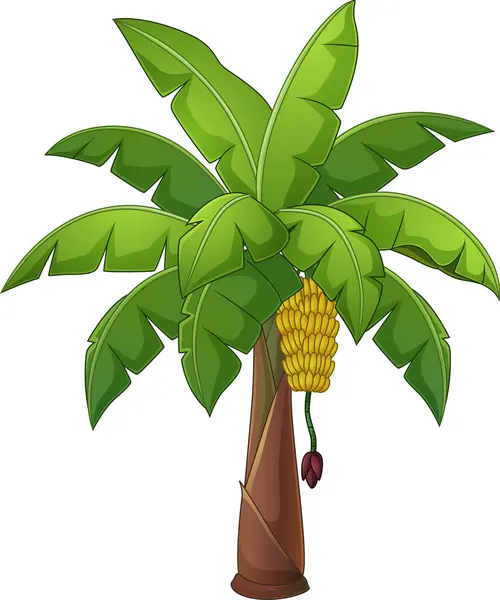 Vector Illustratie Van Banaan Palmboom Geïsoleerd Witte Achtergrond Stockvector