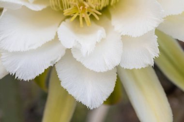 Mandacaru kaktüsü çiçeği. Cereus jamacaru. Çiçekleri aç. gece çiçeği.