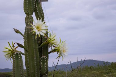 Kaktüs mandacaru. Cereus jamacaru. Çiçekler ve doğal manzara ile