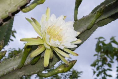 Kaktüs mandacaru. Cereus jamacaru. Çiçekler ve doğal manzara ile