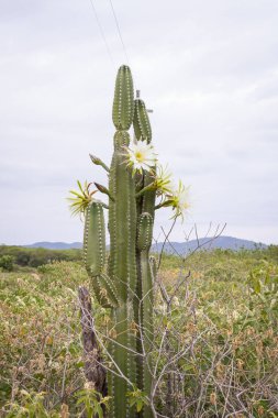 Kaktüs mandacaru. Cereus jamacaru. Çiçekler ve doğal manzara ile