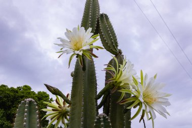 Kaktüs mandacaru. Cereus jamacaru. Çiçekler ve doğal manzara ile