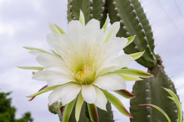 Kaktüs mandacaru. Cereus jamacaru. Çiçekler ve doğal manzara ile