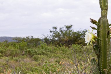 Kaktüs mandacaru. Cereus jamacaru. Çiçekler ve doğal manzara ile