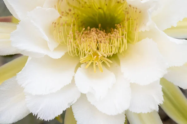 Mandacaru Fleur Cactus Concentration Cereus Jamacaru Fleurs Ouvertes Fleur Nuit — Photo