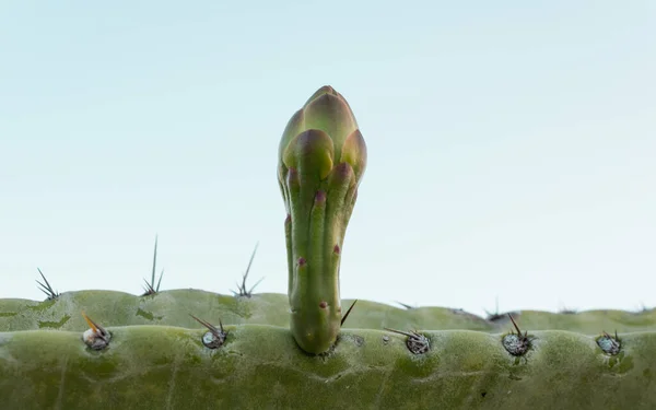 Кактуси Mandacaru Cereus Jamacaru Квітковими Бруньками Яким Блакитним Фоном Неба — стокове фото