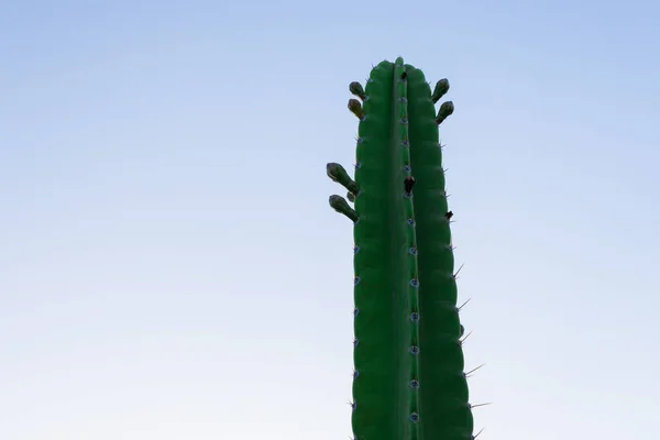Cacti Mandacaru Cereus Jamacaru Flower Buds Soft Blue Sky Background — Stock Photo, Image