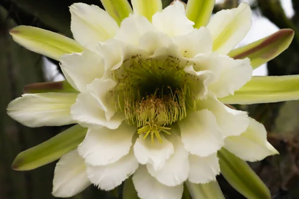 Cacti Mandacaru Cereus Jamacaru Com Flores Paisagem Natural Fundo — Fotografia de Stock