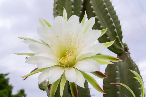 Cactus Mandacaru Cereus Jamacaru Con Flores Paisaje Natural Fondo —  Fotos de Stock