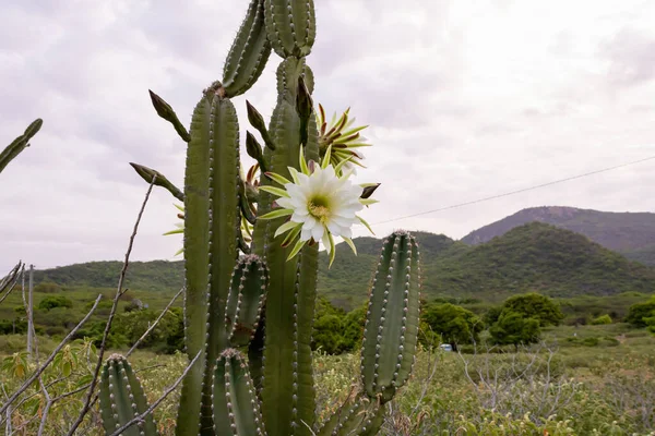 Kaktüs mandacaru. Cereus jamacaru. Çiçekler ve doğal manzara ile
