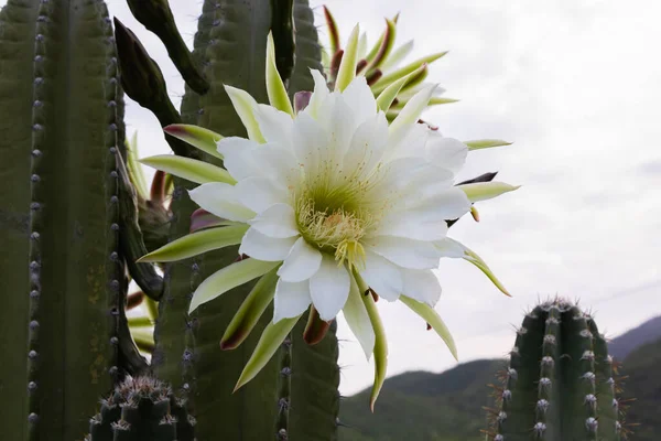 Cactus Mandacaru Cereus Jamacaru Con Flores Paisaje Natural Fondo — Foto de Stock