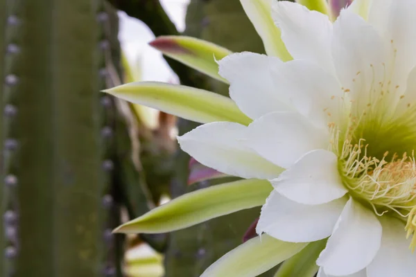 Κάκτι Μαντακαρού Cereus Jamacaru Λουλούδια Και Φυσικό Τοπίο Φόντο — Φωτογραφία Αρχείου