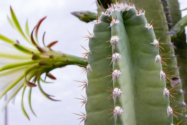 Cacti Mandacaru Cereus Jamacaru Dengan Bunga Dan Latar Belakang Lanskap — Stok Foto