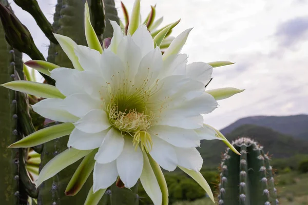 Cactus Mandacaru Cereus Jamacaru Con Flores Paisaje Natural Fondo Imagen de archivo