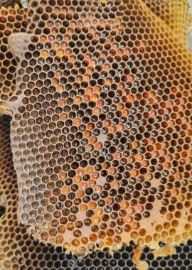 Arı kovanı. Bal peteği ve polen. Doğal çıkartma. Kurtarmaya gel.