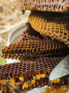 Arı kovanı. Bal peteği ve polen. Doğal çıkartma. Kurtarmaya gel.