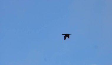 Wild duck seen from afar, flying in the blue sky