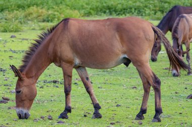 Donkeys in the wild at feeding time