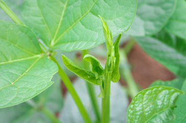 Odaklanan fasulye bitkisi