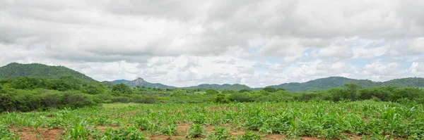 Plantation Maïs Haricots Agriculture Familiale — Photo