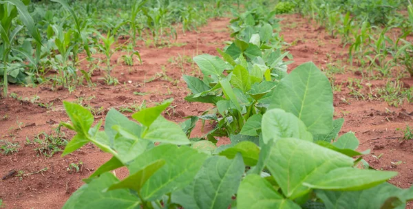 stock image maize and bean plantation. family farming