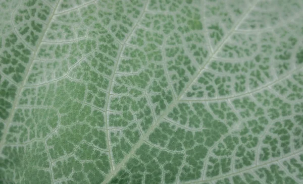 Тыквенные Листья Текстура Листа Лист Фокусом — стоковое фото