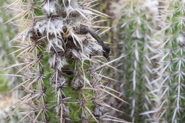 Kaktüs (Xique Xique) Pilosocereus gounellei, Dirençli kaktüs ve kuzeydoğu Brezilya 'da baskın olan, birçok diken ve oluşumu vardır. Doğal olarak taş ve levhalarda bulunur..