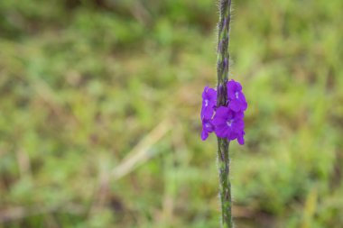 Geçmişi bulanık mor çiçek, kır çiçeği.