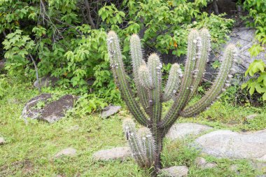 Kaktüs (Xique Xique) Pilosocereus gounellei, Dirençli kaktüs ve kuzeydoğu Brezilya 'da baskın olan, birçok diken ve oluşumu vardır. Doğal olarak taş ve levhalarda bulunur..
