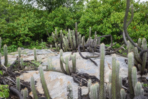 Cactus Xique Xique Pilosocereus Gounellei Resistant Cactus Predominant Northeastern Brazil — стокове фото