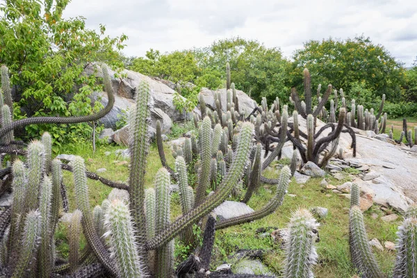 Cactus Xique Xique Pilosocereus Gounellei Cactus Resistente Predominante Noreste Brasil — Foto de Stock