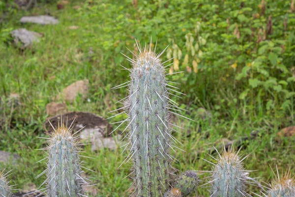 Kaktus Xique Xique Pilosocereus Gounellei Odporny Kaktusy Dominujący Północno Wschodniej — Zdjęcie stockowe