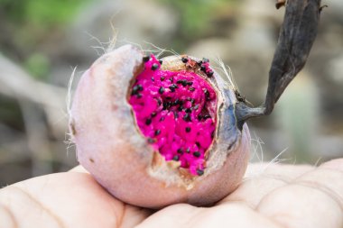 Kaktüs (Xique Xique) Pilosocereus gounellei, Dirençli kaktüs ve kuzeydoğu Brezilya 'da baskın olan, birçok diken ve oluşumu vardır. Doğal olarak taş ve levhalarda bulunur..