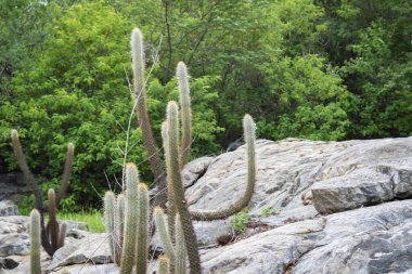 Kaktüs (Xique Xique) Pilosocereus gounellei, Dirençli kaktüs ve kuzeydoğu Brezilya 'da baskın olan, birçok diken ve oluşumu vardır. Doğal olarak taş ve levhalarda bulunur..