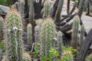 Kaktüs (Xique Xique) Pilosocereus gounellei, Dirençli kaktüs ve kuzeydoğu Brezilya 'da baskın olan, birçok diken ve oluşumu vardır. Doğal olarak taş ve levhalarda bulunur..