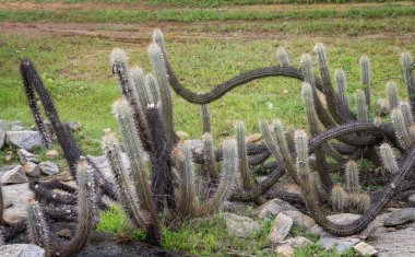 Kaktüs (Xique Xique) Pilosocereus gounellei, Dirençli kaktüs ve kuzeydoğu Brezilya 'da baskın olan, birçok diken ve oluşumu vardır. Doğal olarak taş ve levhalarda bulunur..
