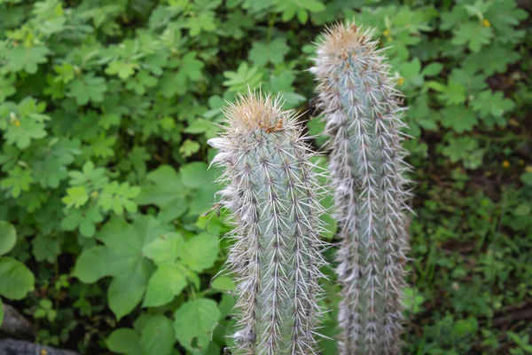 Cactus Xique Xique Pilosocereus Gounellei Resistant Cactus Predominant Northeastern Brazil — Stock Photo, Image