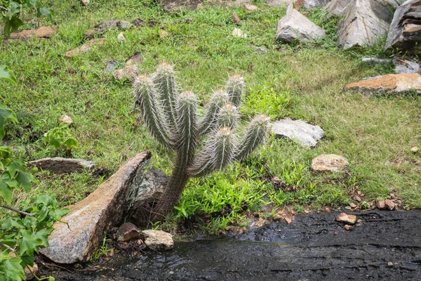 Cactus Xique Xique Pilosocereus Gounellei Cactus Résistant Prédominant Dans Nord — Photo