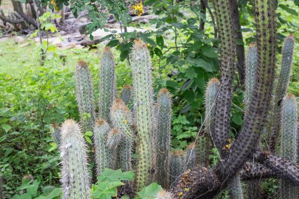 Cactus Xique Xique Pilosocereus Gounellei Resistant Cactus Predominant Northeastern Brazil — стокове фото