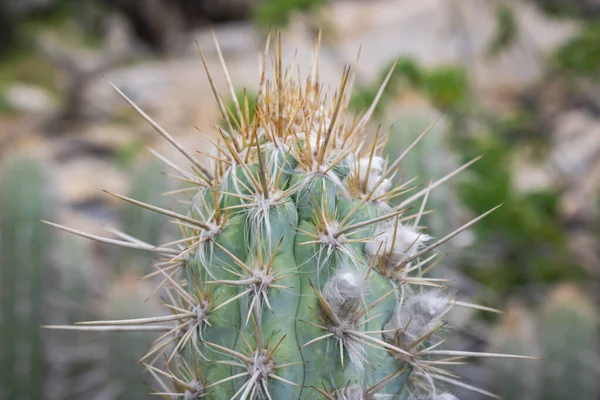 Kaktus Xique Xique Pilosocereus Gounellei Resistent Kaktus Och Dominerande Nordöstra — Stockfoto