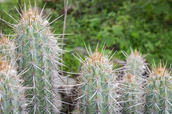 Kaktus Xique Xique Pilosocereus Gounellei Resistent Kaktus Och Dominerande Nordöstra — Stockfoto