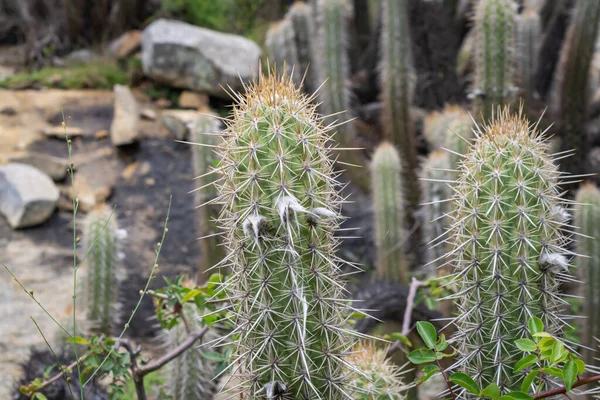 Cactus Xique Xique Pilosocereus Gounellei Cactus Resistente Predominante Nel Nord — Foto Stock