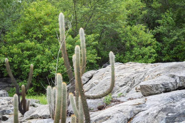Cactus Xique Xique Pilosocereus Gounellei Cactus Résistant Prédominant Dans Nord — Photo
